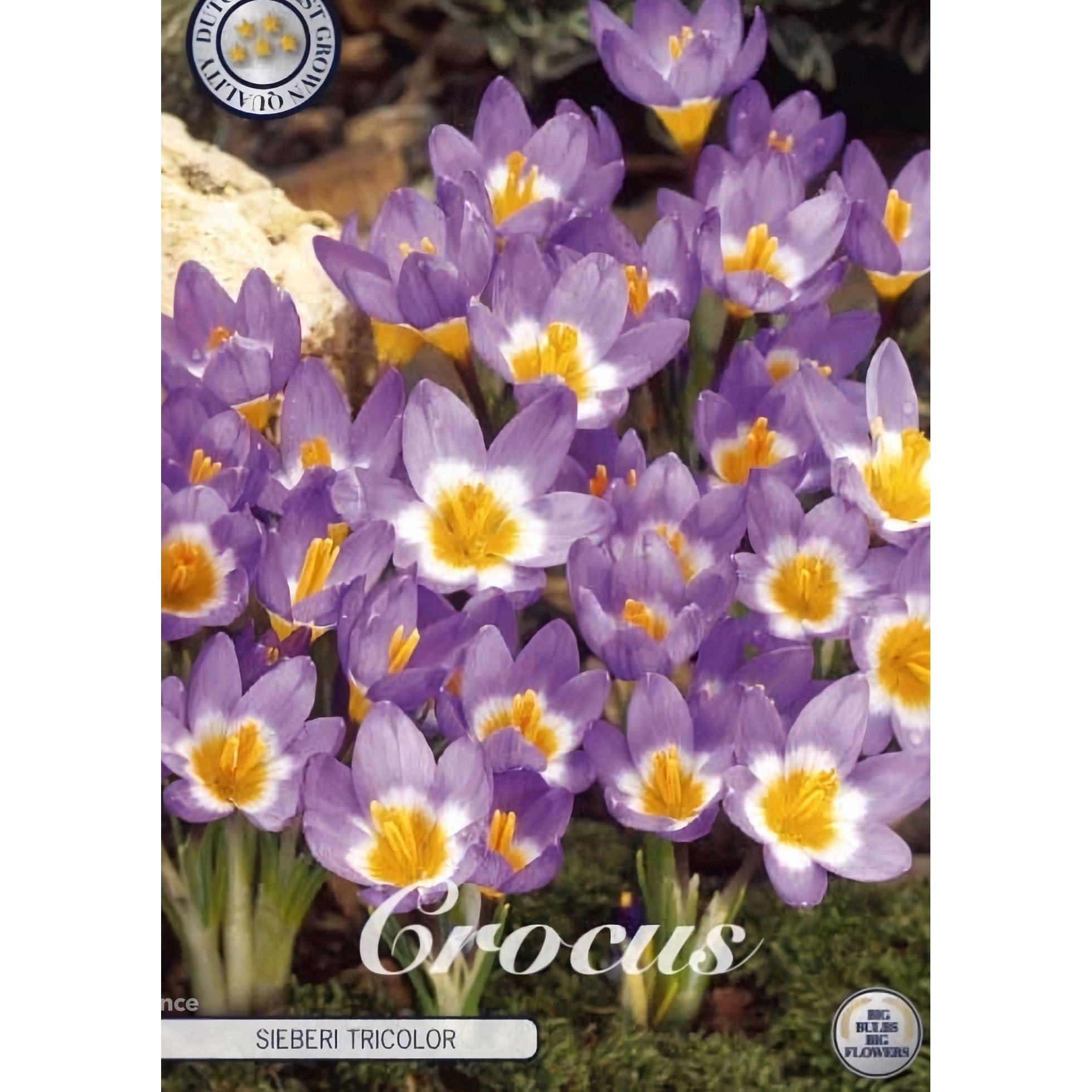 Bägarkrokus-Crocus Chrysanthus 'Sieberi Tricolor' 20-pack